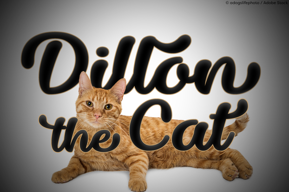 dillon-the-cat